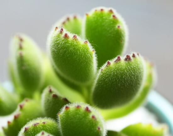 熊童子掉葉子怎么回事，三種原因以及解決方法