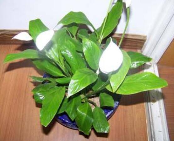 一帆風(fēng)順花蔫了怎么辦，教你四種解決辦法(花大色艷)