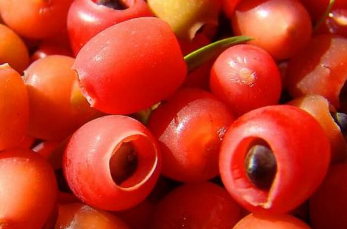 紅豆杉的果實可以吃嗎，不可以直接吃只能這樣吃