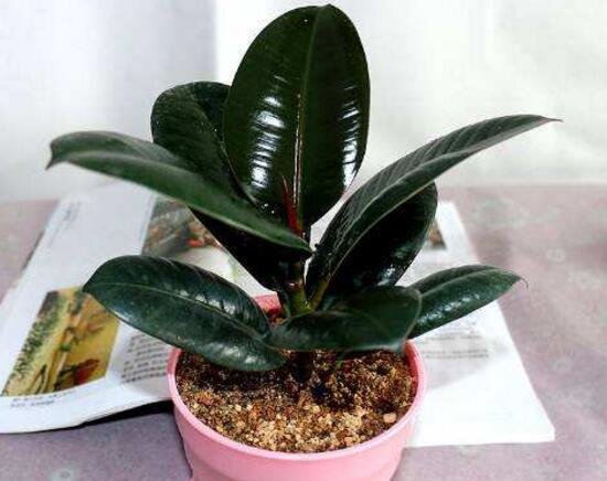 橡皮樹爛根什么原因，橡皮樹爛根怎么辦