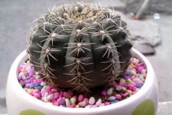 仙人球的養(yǎng)殖方法，養(yǎng)好仙人球做好以下5點(diǎn)最關(guān)鍵