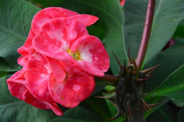 大花虎刺梅的養(yǎng)殖方法，5步教你養(yǎng)好大花虎刺梅