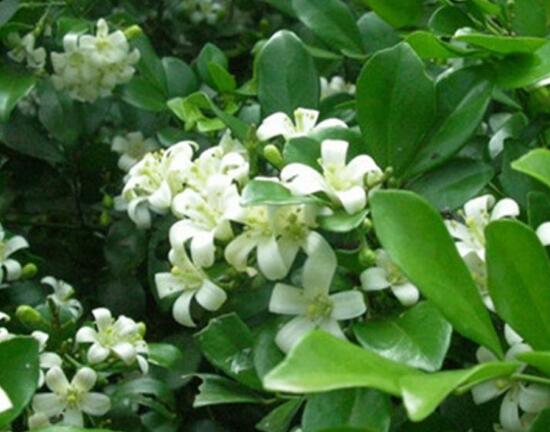 九里香花語是什么，九里香花的寓意象征愛情