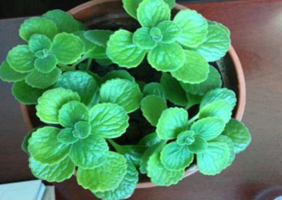 碰碰香如何澆水，做到見干見濕原則