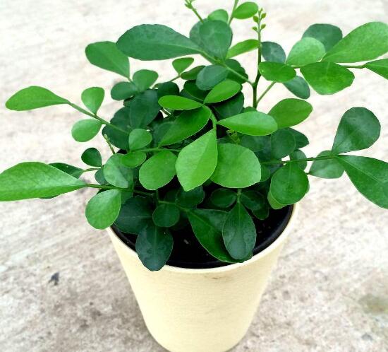 九里香怎么繁殖，九里香扦插繁殖方法