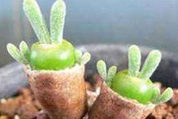 碧光環(huán)小兔子怎么養(yǎng)