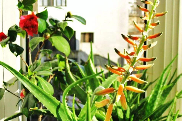 蘆薈開花什么預(yù)兆，代表吉祥順意的好兆頭