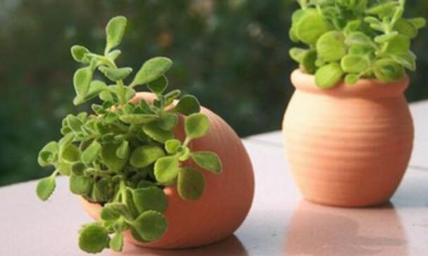 碰碰香長蚧殼蟲怎么辦，積極的進(jìn)行病蟲害防治