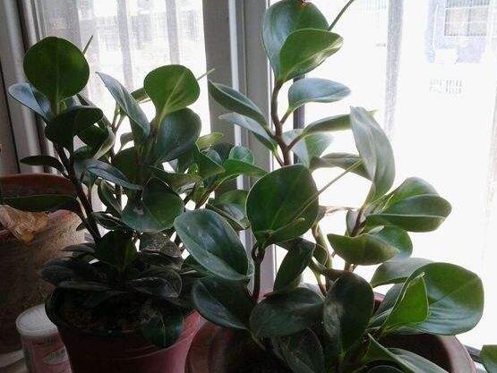 碧玉花葉子發(fā)黑怎么辦，四種原因以及解決辦法