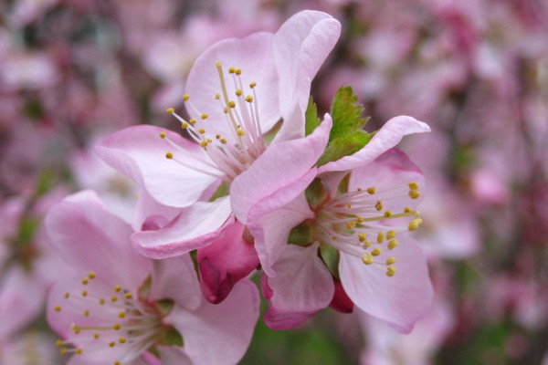 桃花是什么季節(jié)開的