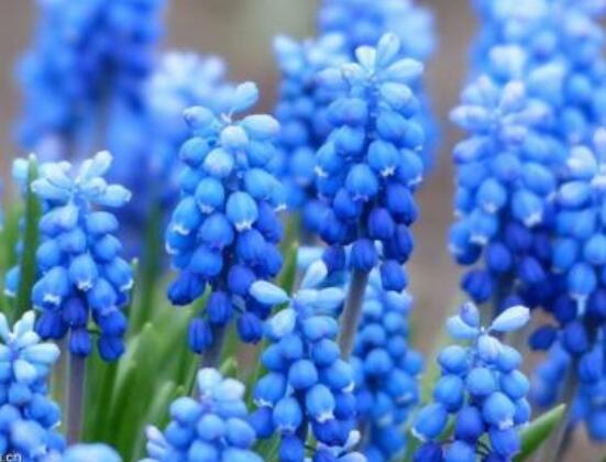 風(fēng)信子象征著什么意思，重生的愛/不同花色不同象征意義