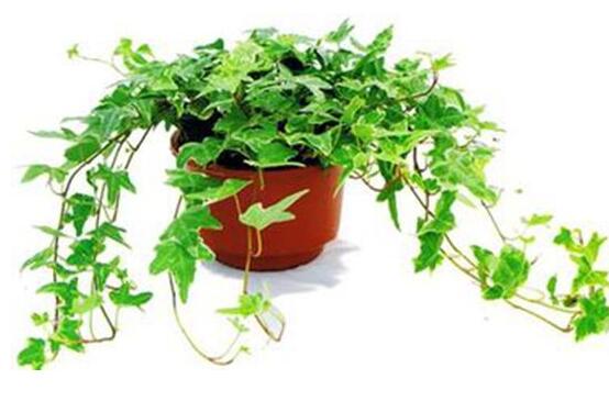 常春藤怎么養(yǎng)長(zhǎng)得壯，只需要做好五個(gè)要點(diǎn)即可