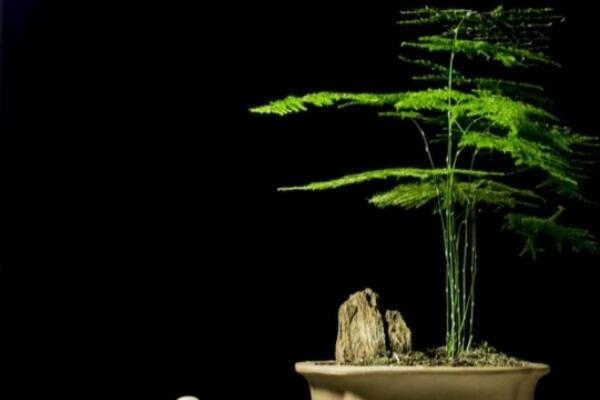 剪下來的文竹能插活嗎，文竹扦插繁殖的秘訣