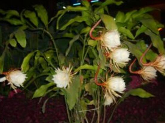 曇花開代表什么預(yù)兆，預(yù)兆著好事成雙、喜事臨門