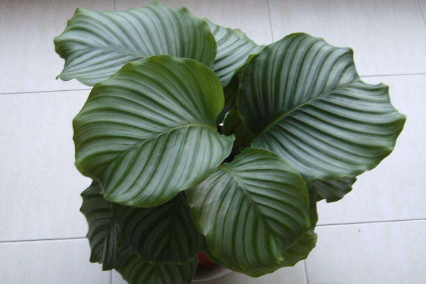 蘋果竹芋怎么長(zhǎng)高