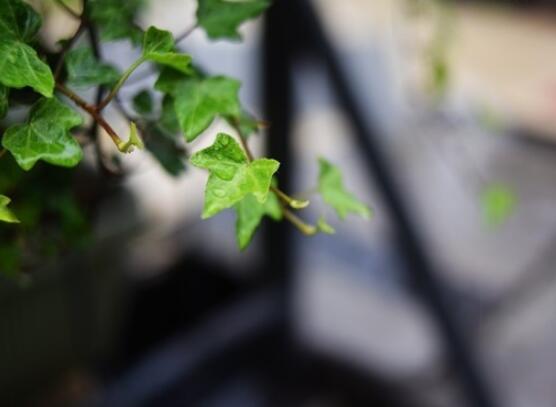 家庭養(yǎng)常春藤常見問題大全，做好六點基本要點即可(生長翠綠)