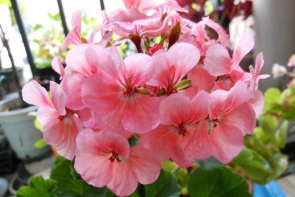 天竺葵泡水生根方法，3步即可天竺葵的水培