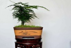 文竹施肥用什么肥料，文竹四季施肥要點(diǎn)