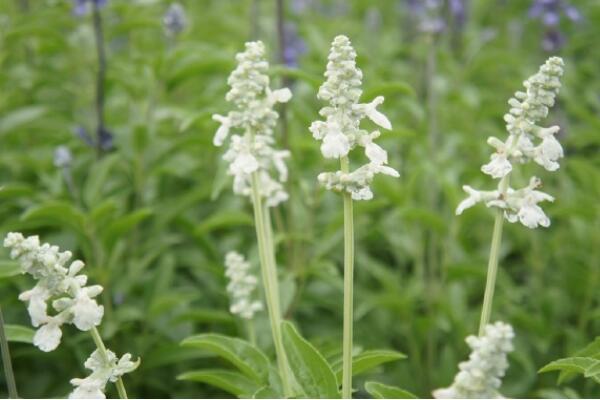 紫色薰衣草花語是什么，等待愛情的奇跡