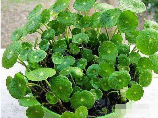 土培銅錢草怎么養(yǎng)，掌握八點(diǎn)因素就可以爆盆了（適合新手）