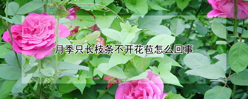 月季只長(zhǎng)枝條不開花苞怎么回事