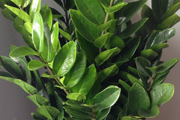 金錢樹秋季怎么養(yǎng)護(hù)