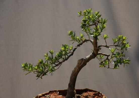 羅漢松的繁殖方法，羅漢松五大繁殖方法