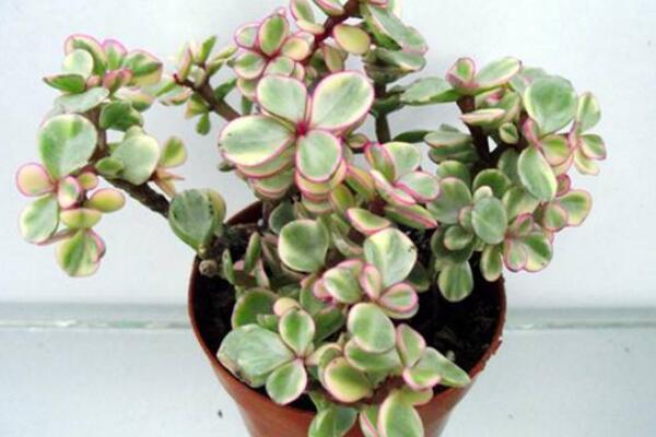 如何種雅樂(lè)之舞，三步即可完成雅樂(lè)之舞的種植