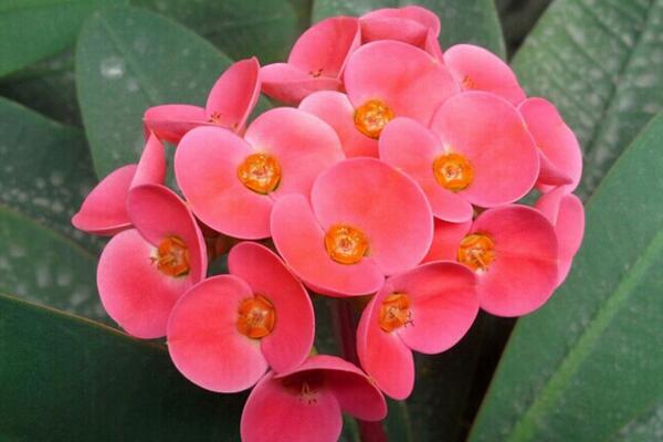 虎刺梅冬天怎么養(yǎng)，5個步驟可保證虎刺梅順利過冬