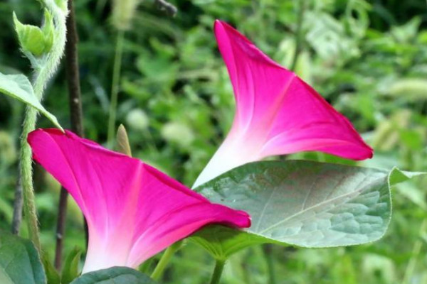 牽?；ㄓ卸久? src="/nongchan/d/file/20201223/vqpb0sz40xw.jpg" / data-ayUj="4qXD45"></p>
<p data-6OrA="SiPxbn">
	牽?；ㄖ仓晔怯卸拘缘摹颗；▽儆谟卸镜闹参?，其花苞、葉片、根莖、種子中都存在毒性，且種子中的毒性較強。但是牽牛花植物一般在誤食之后人們才會出現(xiàn)中毒的現(xiàn)象，所以一般種植過程中不能將其放在兒童可以接觸的環(huán)境中。</p>
<p data-QWxk="oXSA6o">
	<strong data-dP0d="41KxLt">2、提供水分</strong></p>
<p data-P8UU="4VFmiQ">
	<img alt=