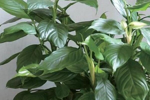 萬年青為什么會(huì)開白花