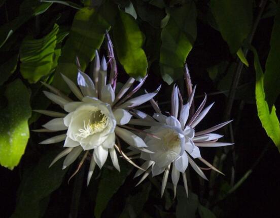 曇花怎么養(yǎng)，注意盆土是關(guān)鍵/肥水要合理