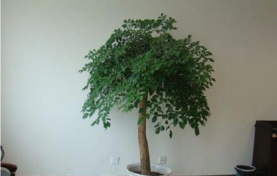 幸福樹放在哪里好風(fēng)水，盤點(diǎn)最佳四個(gè)好風(fēng)水位置(客廳/臥室/書房/陽臺(tái))