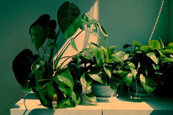 龜背竹氣根水培會發(fā)芽嗎，氣根植入水中可促進植株的生長