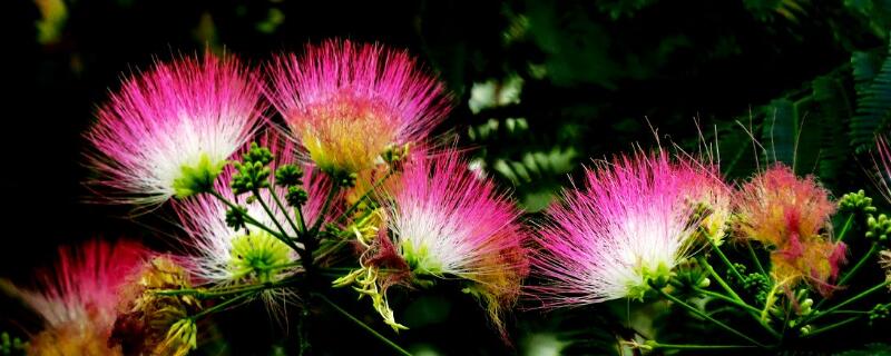 合歡花花語(yǔ)