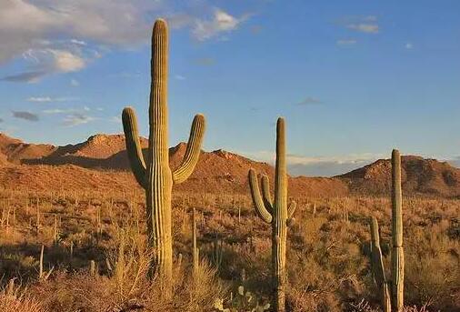 仙人掌為什么會長刺，為了減少蒸騰作用保持自身水分