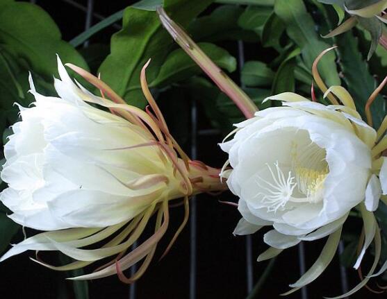 曇花多長時間澆水，只需要保證盆土微濕潤環(huán)境即可