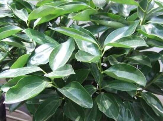 平安樹圖片大全，凈化空氣，矯正異味