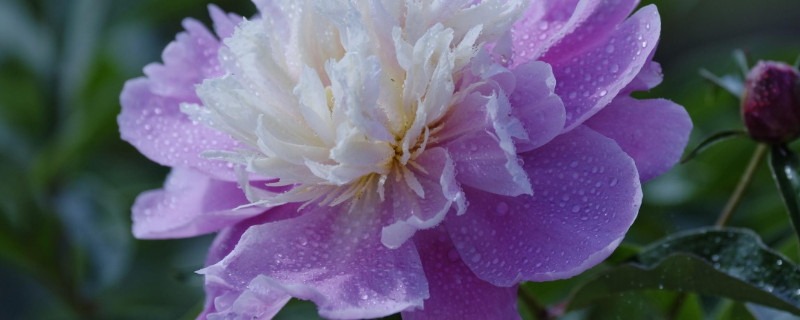 芍藥的春季養(yǎng)護(hù)及管理