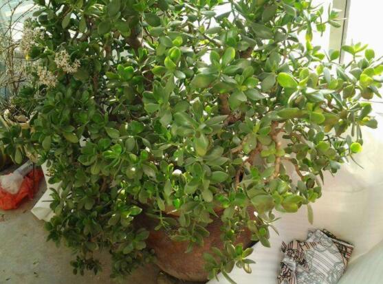 玉樹如何施肥，做到薄肥勤施原則(春夏秋冬)