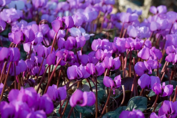 仙客來(lái)種子多久發(fā)芽