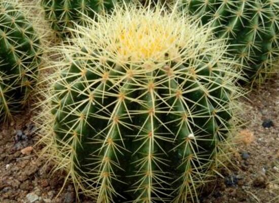 仙人球怎么繁殖，仙人球的扦插方法