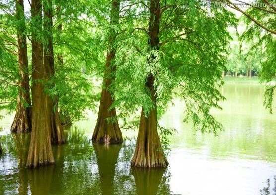 水杉與紅豆杉的區(qū)別，教你三種區(qū)別方法(葉子/果子/習(xí)性)