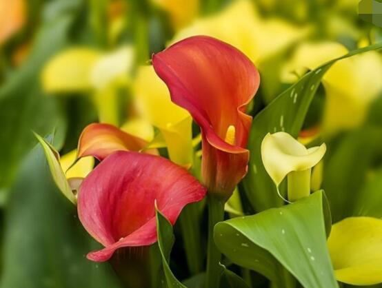 彩色馬蹄蓮花期多長，從11月一直開放到來年5月(半年)