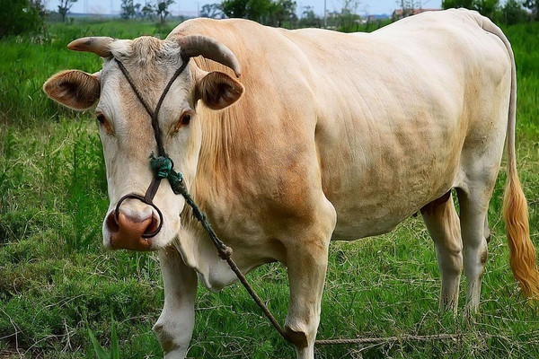 牛吃什么飼料長(zhǎng)得快