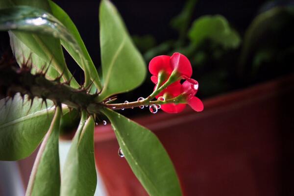 怎么區(qū)分虎刺和虎刺梅，虎刺與虎刺梅的5大不同