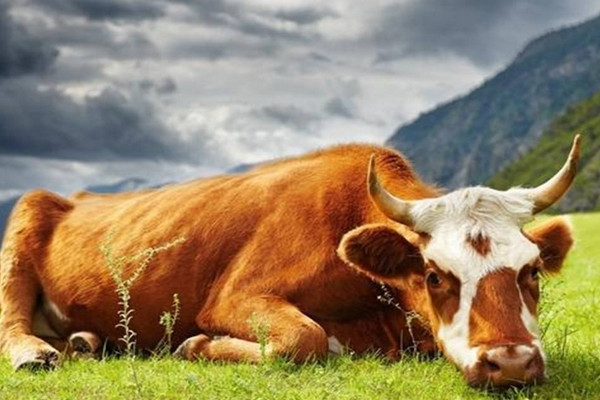 牛吃什么飼料長(zhǎng)得快