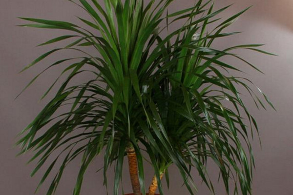 龍血樹葉子下垂怎么辦，可補(bǔ)充光照或控制澆水