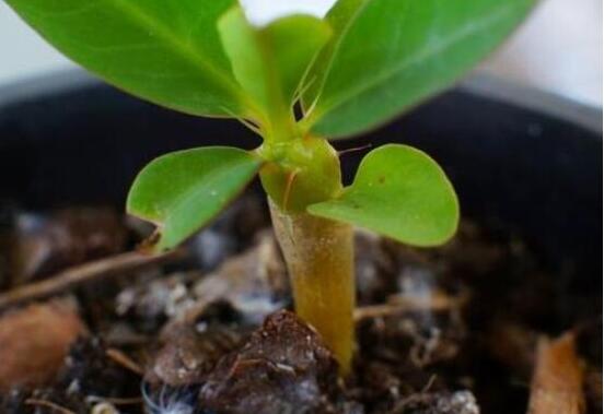 虎刺梅扦插方法，教你五個步驟扦插爆盆