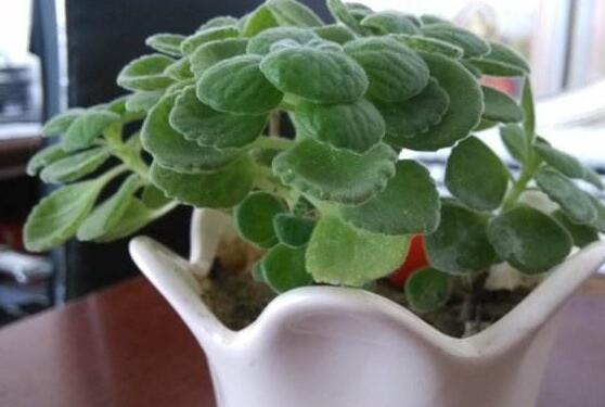 碰碰香的繁殖與養(yǎng)護，扦插繁殖存活率最高/肥水光照充足